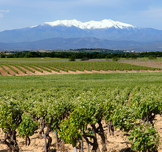AOP Côtes du Roussillon