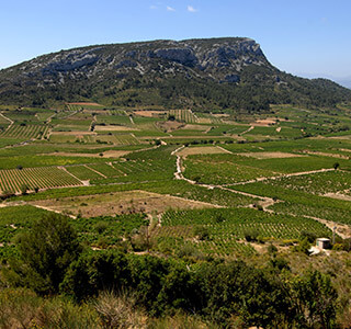 AOP Côtes du Roussillon Villages