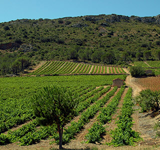 AOP Côtes du Roussillon Villages Latour de France