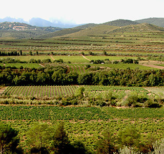 AOP Côtes du Roussillon Villages les Aspres