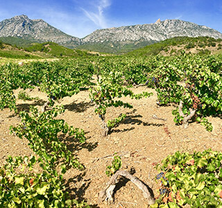 AOP Côtes du Roussillon Villages Lesquerde