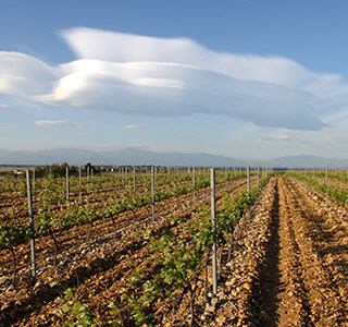 AOP Rivesaltes